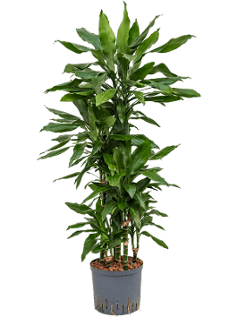Dracaena fragrans Janet Lind — Losse plant