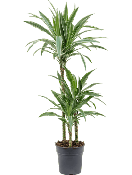 Dracaena Warneckei — Losse plant