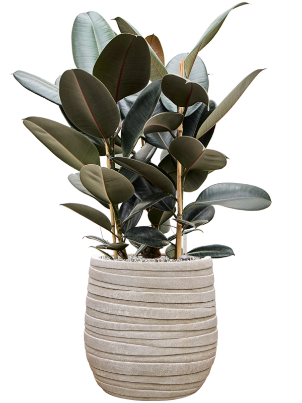 Ficus elastica Abidjan — Baq Tornado Darcy Beige