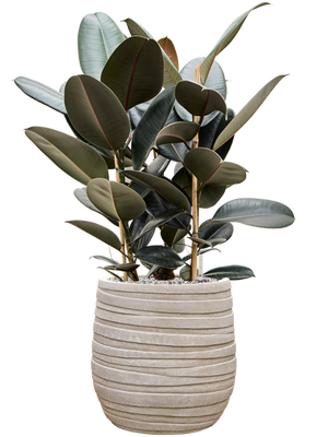 Ficus elastica Abidjan — Baq Tornado Darcy Beige