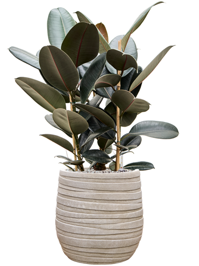 Ficus elastica Abidjan — Baq Tornado Darcy Beige