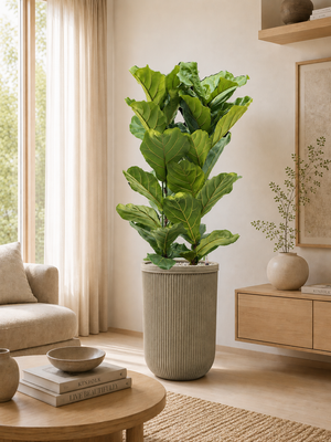 Ficus lyrata — Baq Vertical Rib