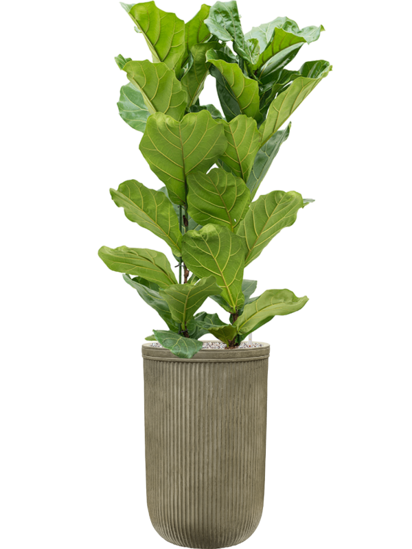 Ficus lyrata — Baq Vertical Rib