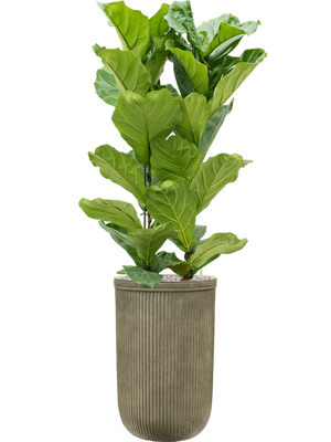 Ficus lyrata — Baq Vertical Rib