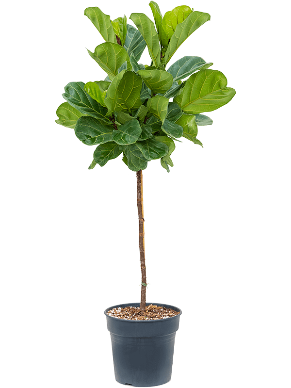 Ficus lyrata — Stam