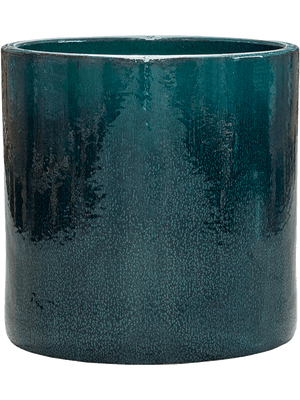 Ficus benjamina 'Danielle' in Cylinder