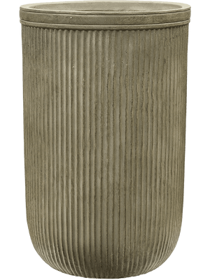 Kentia (Howea) forsteriana in Baq Vertical Rib