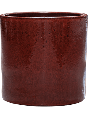 Homalomena rubescens 'Maggy' in Cylinder