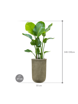 Strelitzia nicolai — Baq Vertical Rib