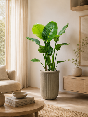 Strelitzia nicolai — Baq Vertical Rib