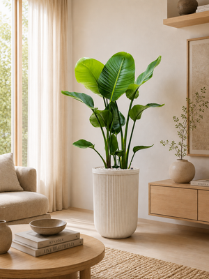 Strelitzia nicolai — Baq Vertical Rib