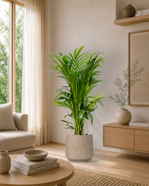 Kentia Palm — Rough Patt Grey Washed