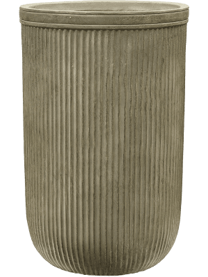 Ficus lyrata — Baq Vertical Rib