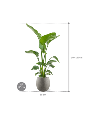 Strelitzia nicolai — Grigio Balloon Natural Concrete
