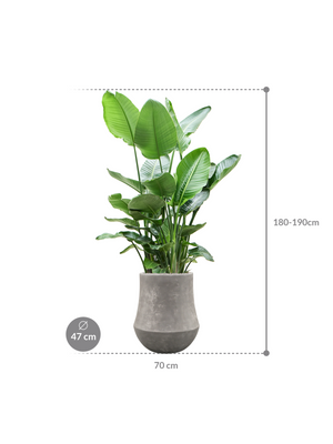 Strelitzia nicolai XXL — Baq Polystone Coated Raw Grey