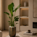 Strelitzia inclusief watermeter